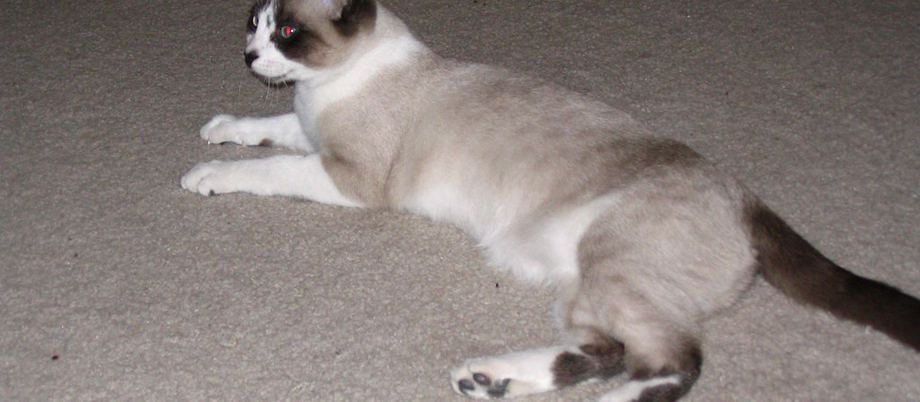 A relaxed cat stretched out at home
