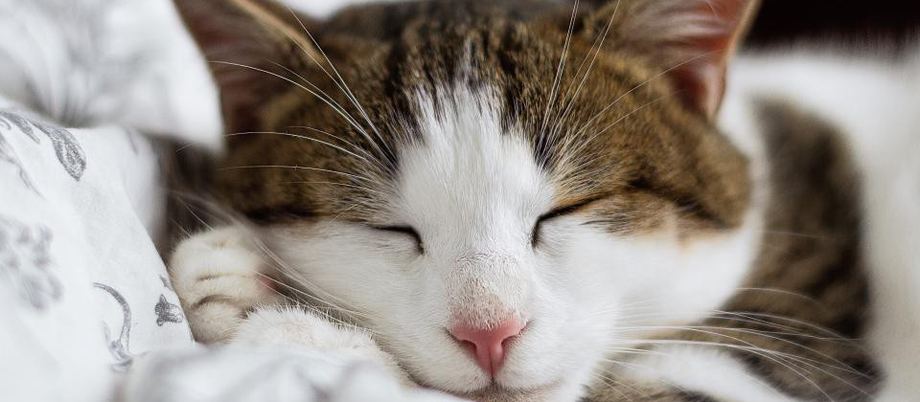 A cat curled up asleep in a soft bed