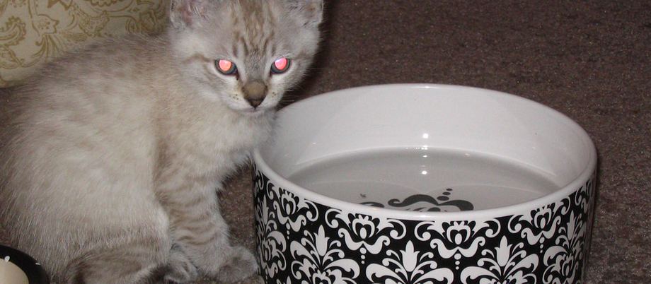 A cat beside its food bowl