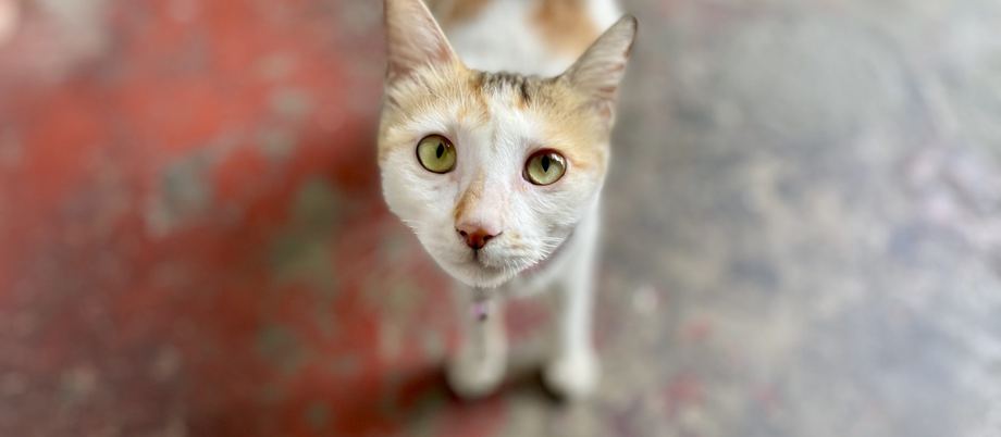 A curious cat beside its litter area