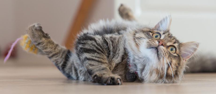 A cat stepping out of its litter box onto a mat