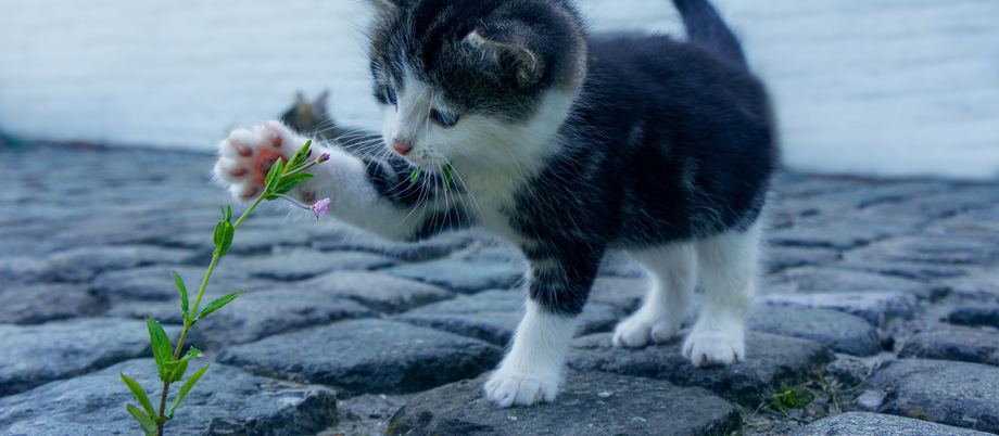A new kitten exploring its home