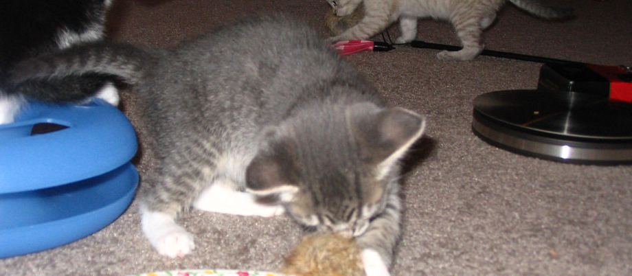 Kittens playing with a toy