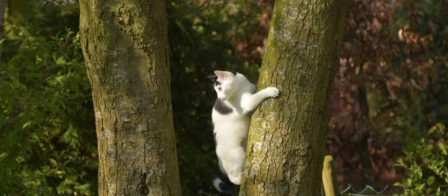 A cat climbing a tree